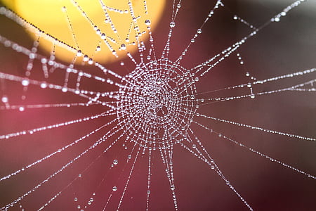 macro photo of spider web with dewdrops thumbnail