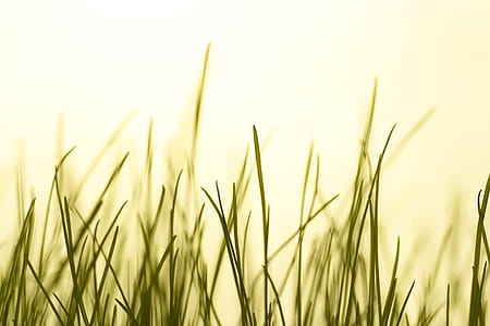 green grass digital wallpaper thumbnail