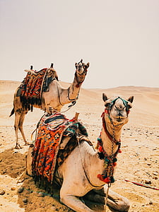 two brown camels on gray desert thumbnail