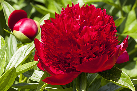 close-up photo of red peony flower thumbnail