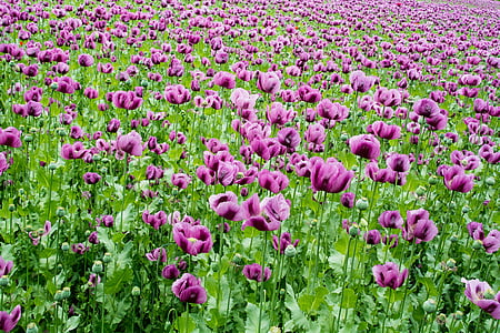 purple petal flower field thumbnail