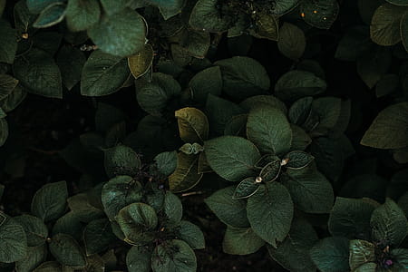 Green Leafed Plant thumbnail