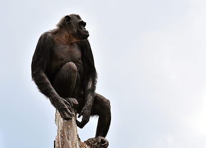 photo of black primate thumbnail