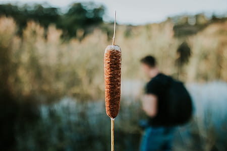 Close-up Photo Of Cattail Plant thumbnail