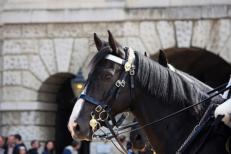 close up photo of white and black horse at daytime thumbnail