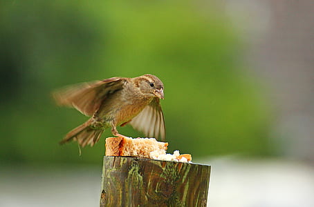 selective focus photography of bird catching bread on top of post thumbnail