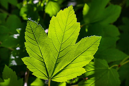 close-up photo of green l;leaf thumbnail