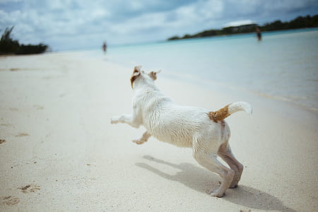 adult white and lemon Jack Russell terrier thumbnail