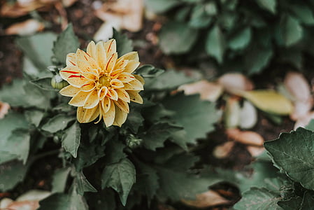 close-up photography of yellow and red dahlia flower thumbnail