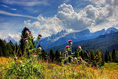 wild flowers on field photograph thumbnail