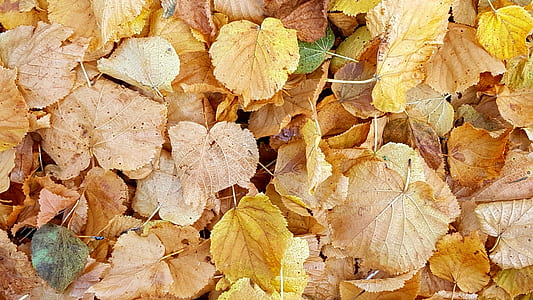 yellow leaves during day time thumbnail