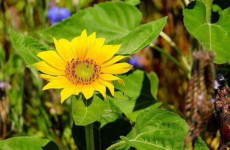 selective focus photography of yellow sunflower thumbnail