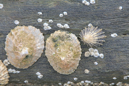three brown seashells on wooden countertop thumbnail