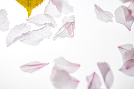 closeup photo of white petals thumbnail