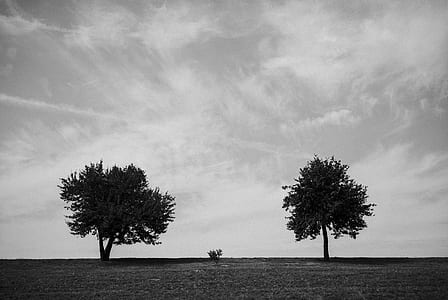 grayscale photo of trees under clouds thumbnail