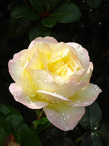 Flower, Yellow Noble Rose thumbnail