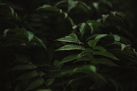 green leaf plant thumbnail