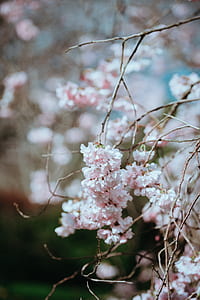 selective focus photography of cherry blossom tree thumbnail