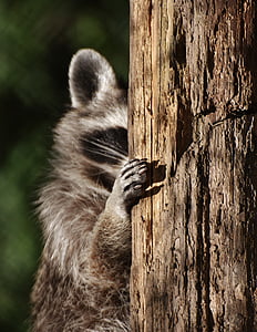 black animal on brown tree trunk thumbnail
