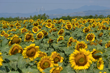 close up photo of Sun Flower field thumbnail
