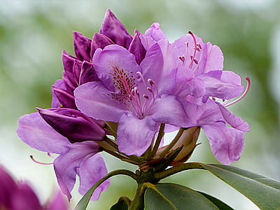 shallow focus photography of purple flowers thumbnail