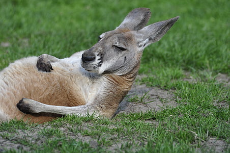 kangaroo on green grass during daytime thumbnail