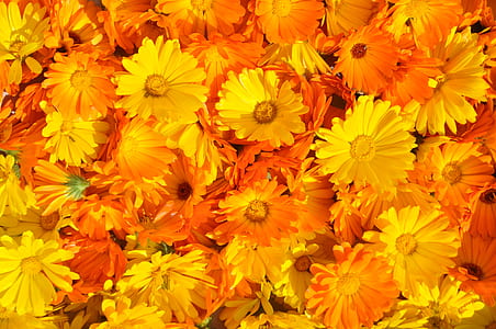 fill the frame photography of yellow flowers thumbnail