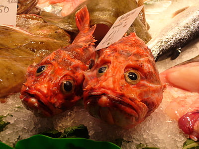 two red fishes on crushed ice thumbnail