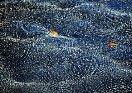 pool, raindrops, shot, water thumbnail