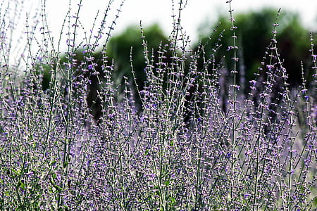Shallow Focus Flowers thumbnail