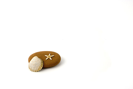 seashell and oval brown stone on white surface thumbnail