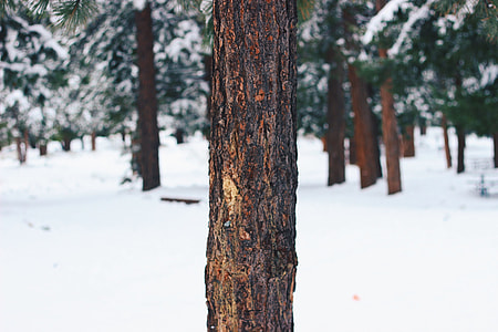 brown tree trunk thumbnail