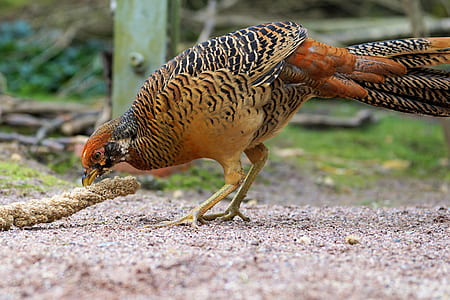 brown and black bird near brown rope on ground thumbnail