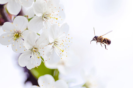 brown bees flying around white flowers thumbnail