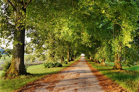 soil alley in between trees thumbnail
