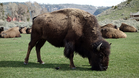 brown and black bison eating grass thumbnail