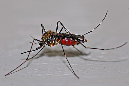 beige and black tiger mosquito close-up photo thumbnail