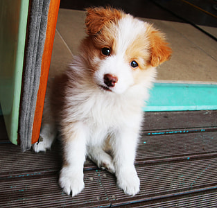 Bonjour Xiufeng - Downtown, Puppy thumbnail