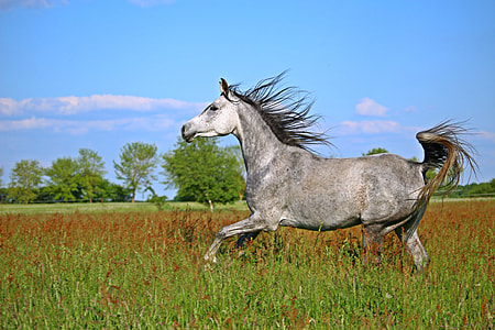 black horse on green grass taken at daytime thumbnail