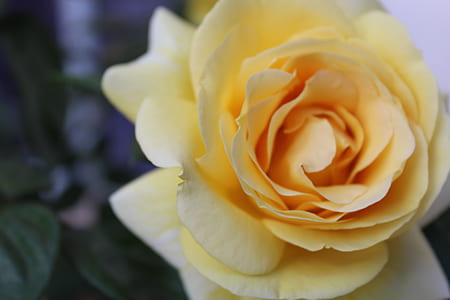 Selective Focus Photography of Yellow Rose thumbnail