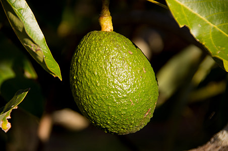 green avocado fruit thumbnail