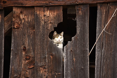 photography of white and gray cat on brown wooden fence thumbnail