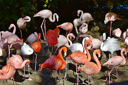 flock of orange and white flamingos thumbnail