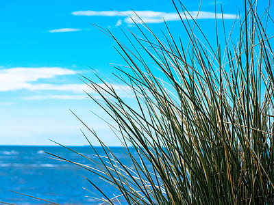green grass near ocean thumbnail