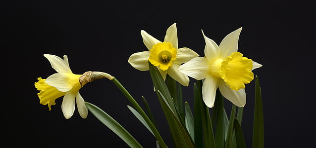 shallow focus photo of white petaled flower thumbnail