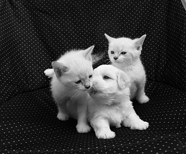 two white kittens and one white medium-coated puppies on black textile thumbnail