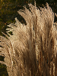 Miscanthus, Miscanthus Sinensis thumbnail