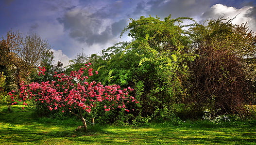 green leafed trees thumbnail