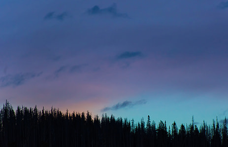 silhouette photo of pine trees thumbnail