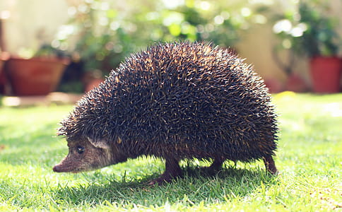 garden, animal, hedgehog, spines thumbnail